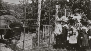 The Animals 1850–1950: A Century of Change and Conservation